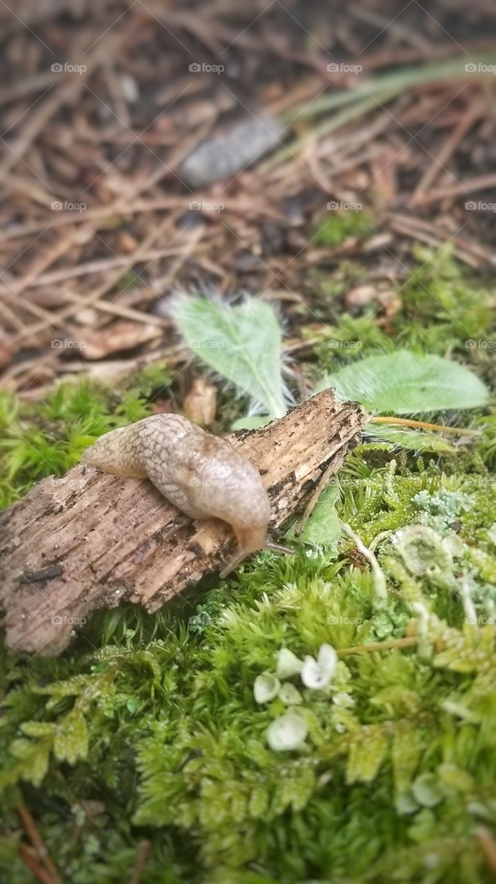 A slug on the forest floor in Boothbay Maine.