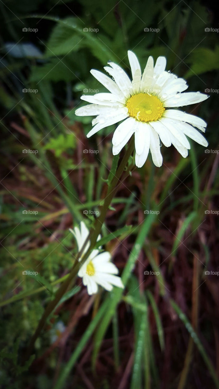 Daisy Dew Upward vignette