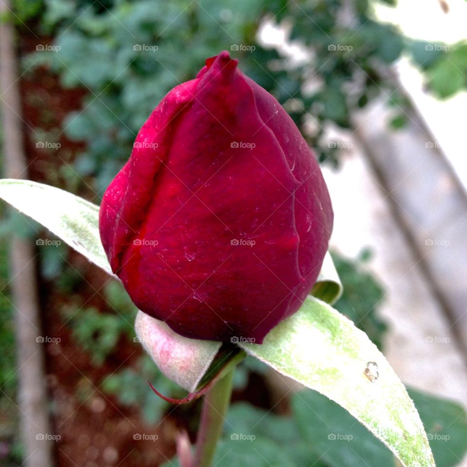Rose flower