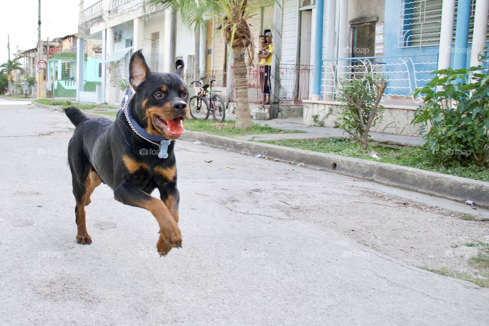 Rottweiler Training