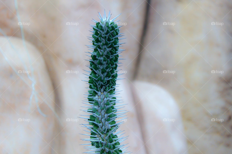 cactus, needles
