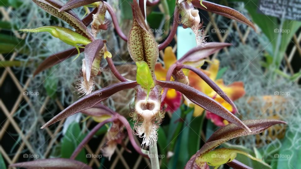 Rare orchid
