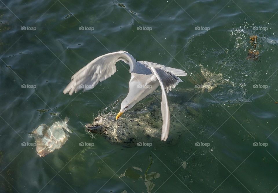 Harbour seal and seagull chasing fish