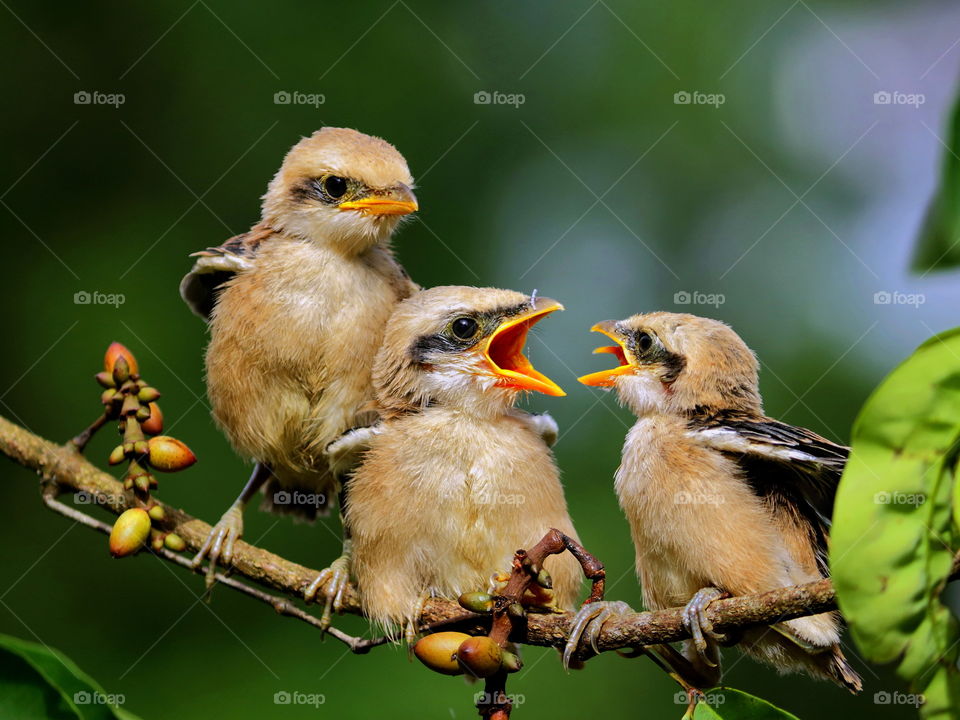 three little birds on tree