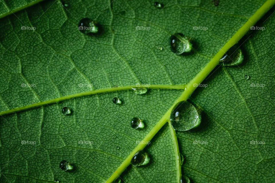 Leaf texture