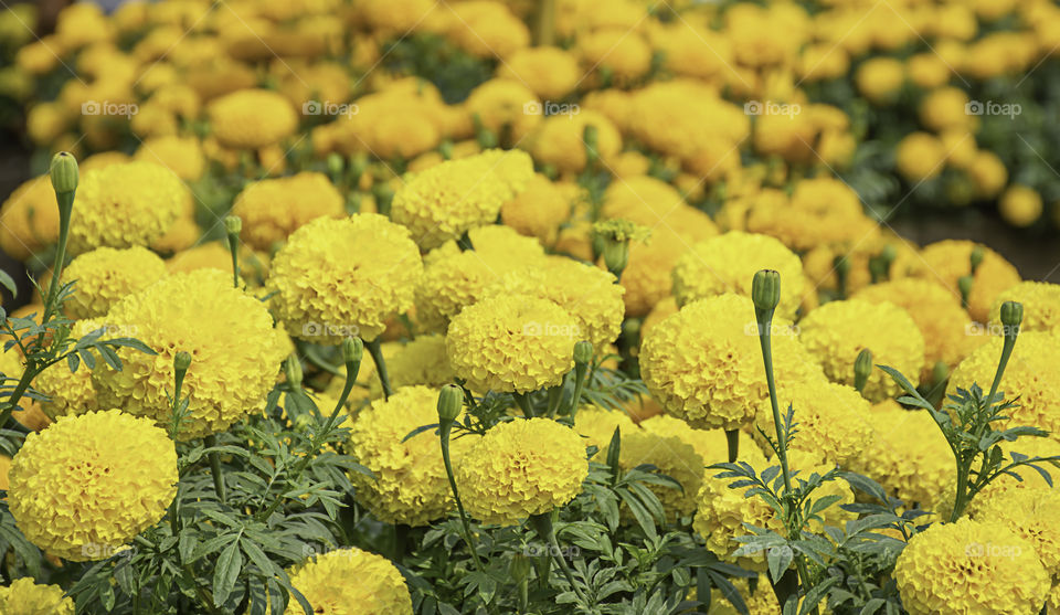 Yellow Marigold  flowers or Tagetes erecta in garden.