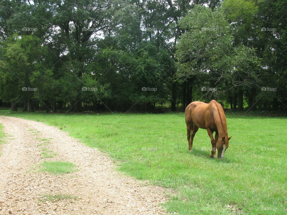 Horse grazing in green pasture