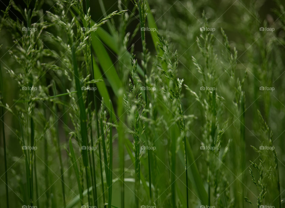 Grassy Day