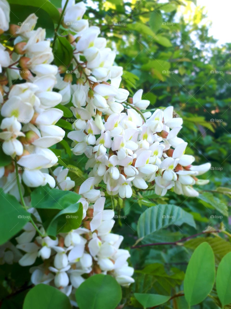 Acacia flowers are very beautiful and wider a wonderful scent. If there are many trees, the scent spreads hundreds of meters. The cup of beef is also very tasty.