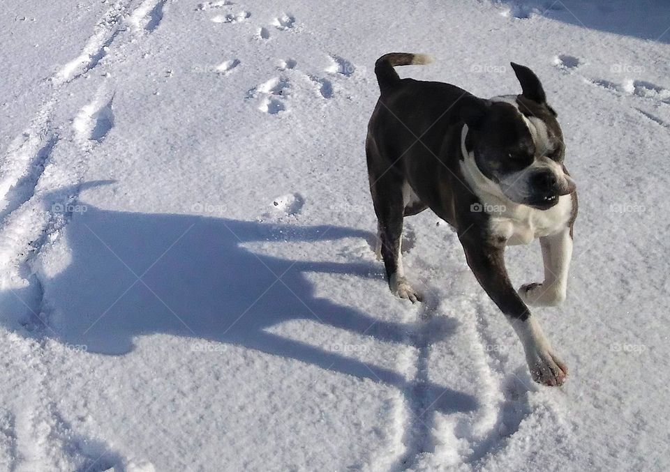 Bulldog in the Snow