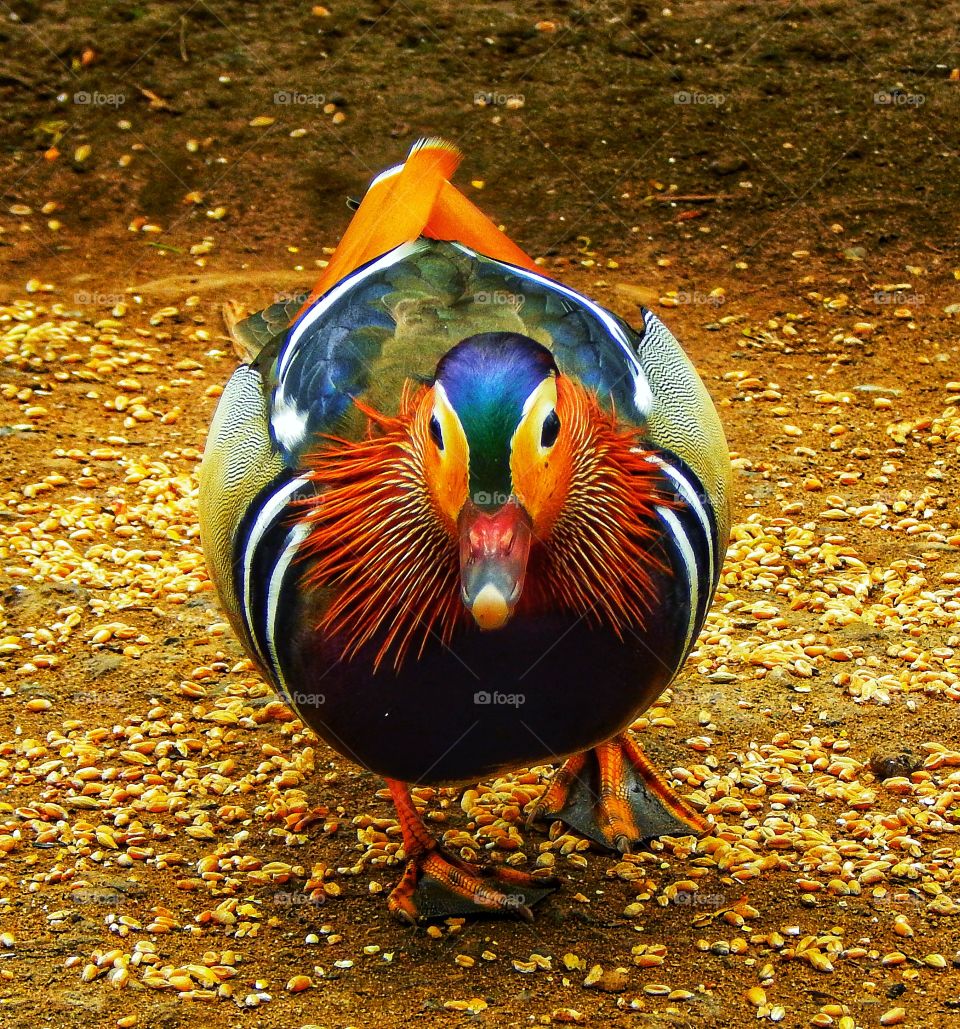 Mandarin duck