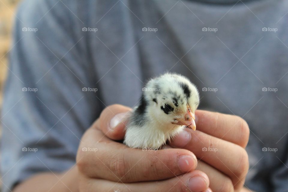 Chicky 