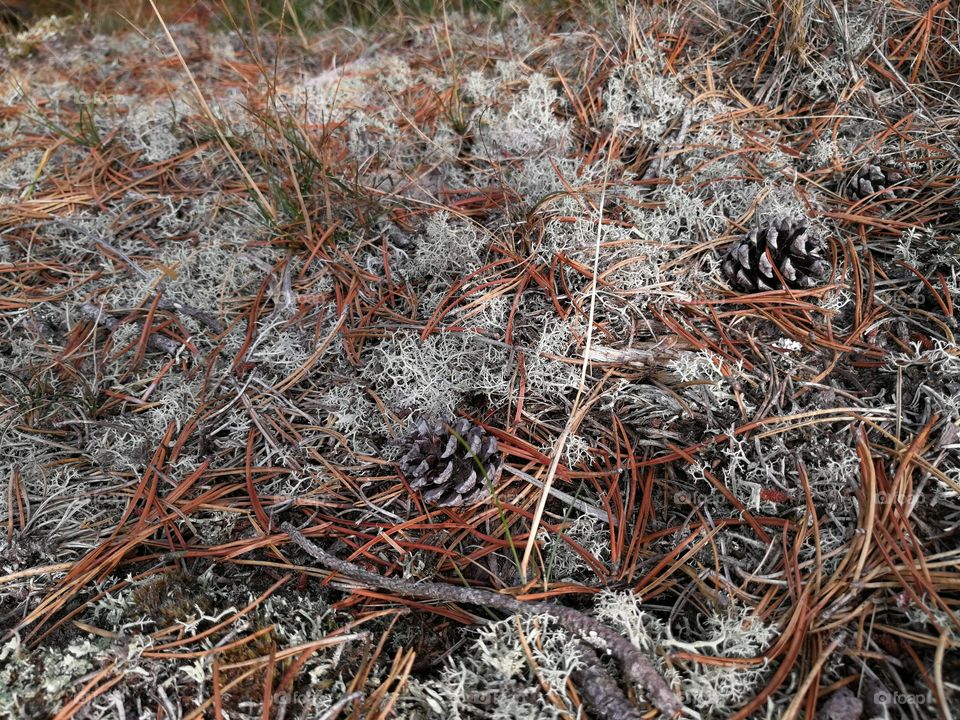 Pine Cones