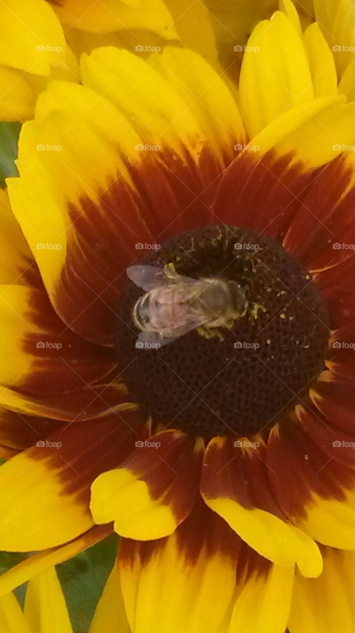 Sunflower and Bee