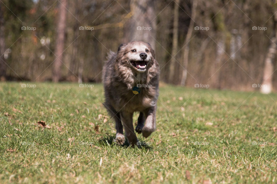 Running dog on grass