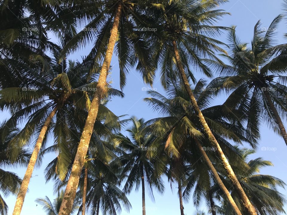 Coconut Trees at Seaside~