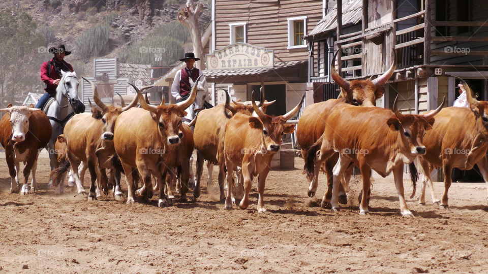 Mammal, Cattle, Livestock, Bull, Cow