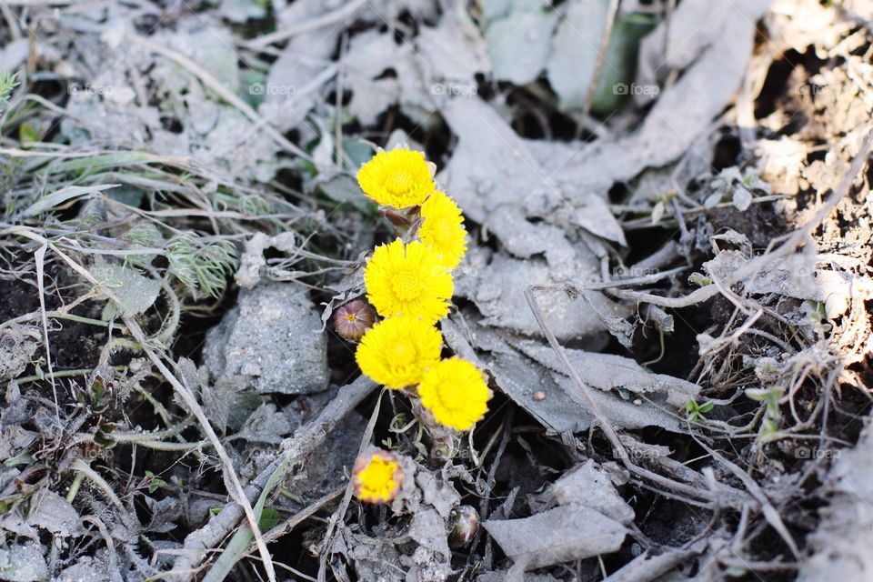 yellow flowers