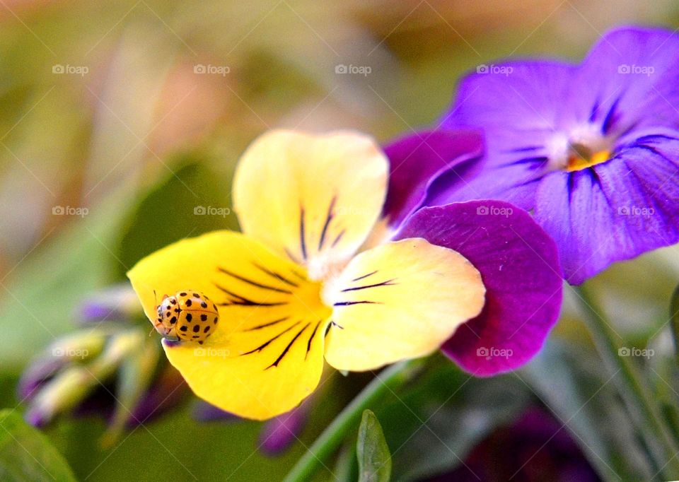 Complementary Colors, Flower