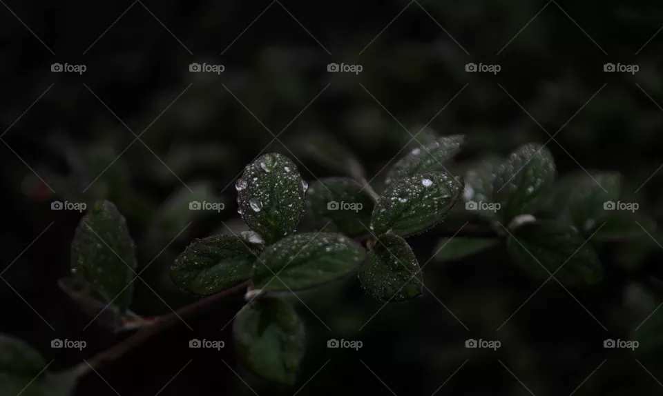 green leaves