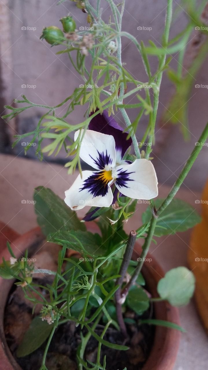 pansy flower
