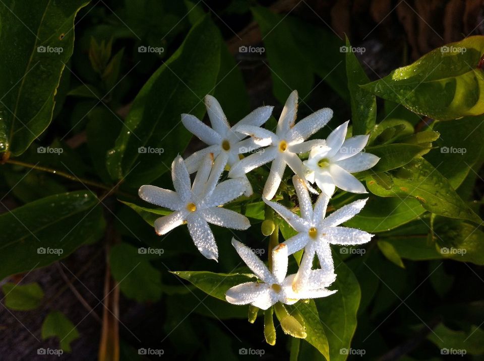 White flowers
