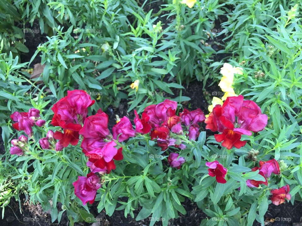 Red flowers blooming in the garden 