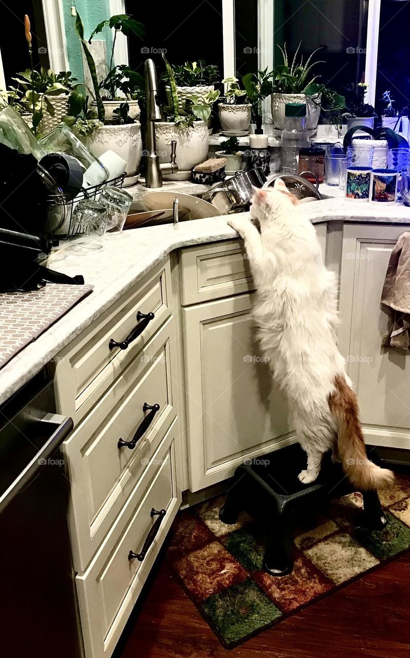 Tall white cat washing dishes. He likes to help!