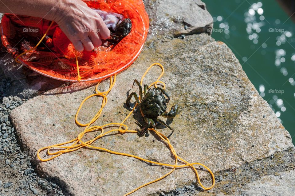 Crab. Crab fishing. Taking crabs out of fishing net.