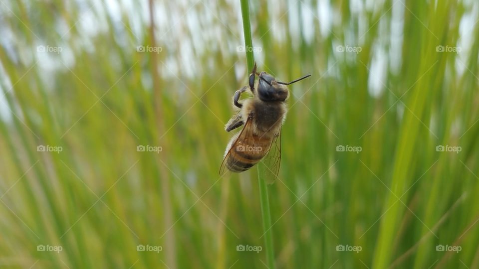 Nature, Grass, Insect, Outdoors, Summer