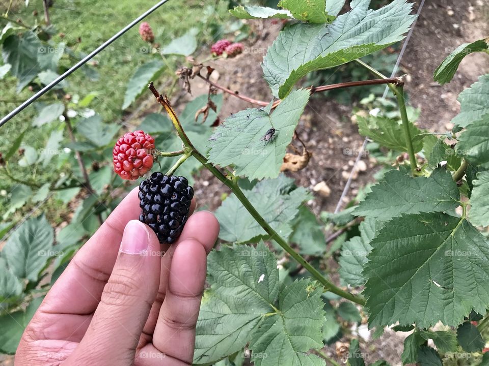 Human hand holding blackberry