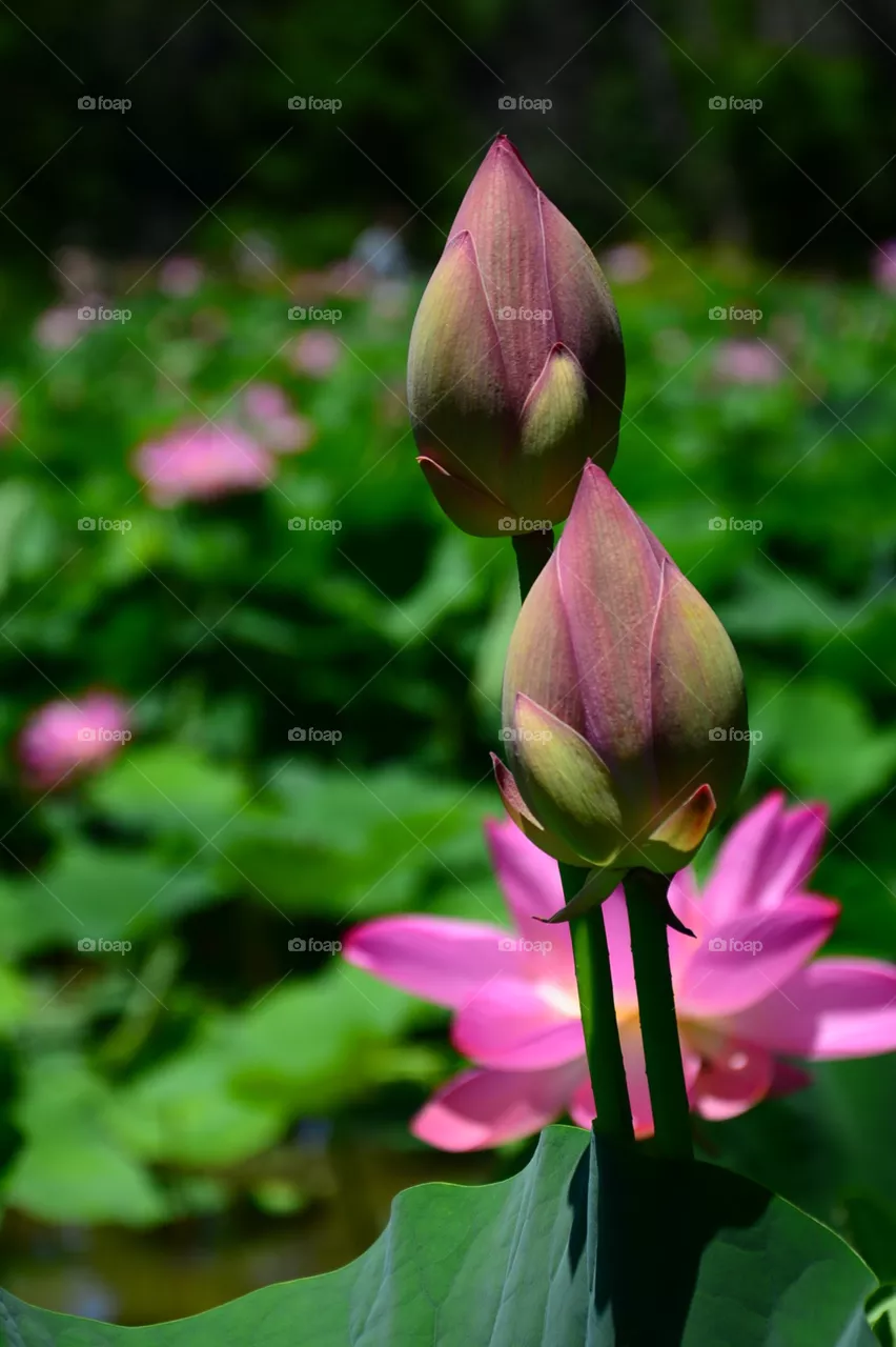 Lotus bud
