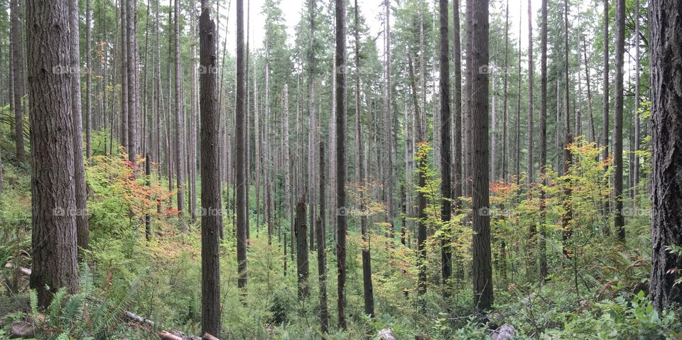 Tree trunk in forest