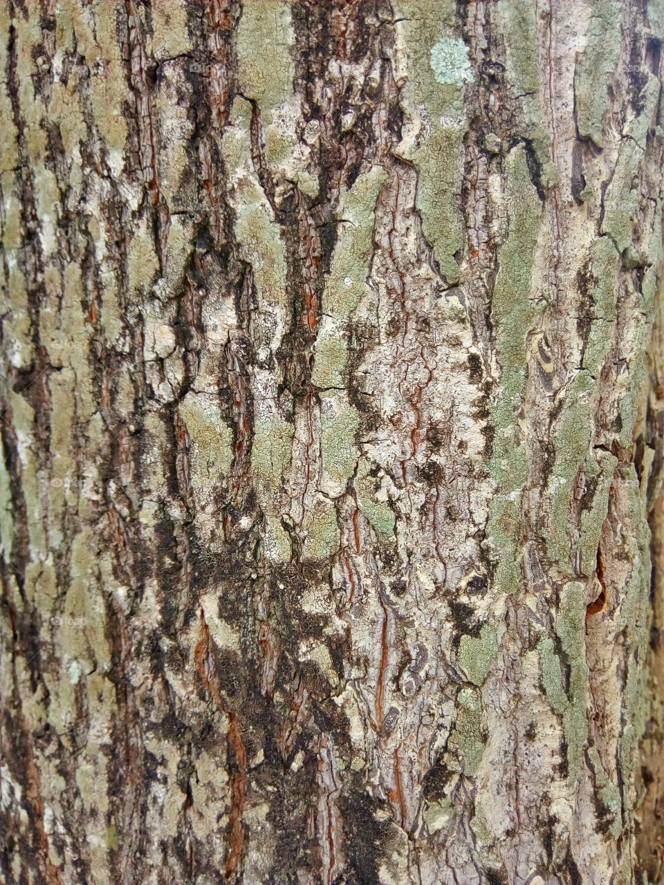 bark