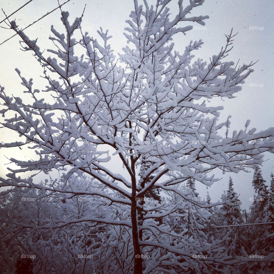 Snow<3 tree