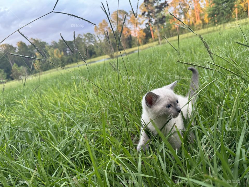 Little kitten in the prairy. 