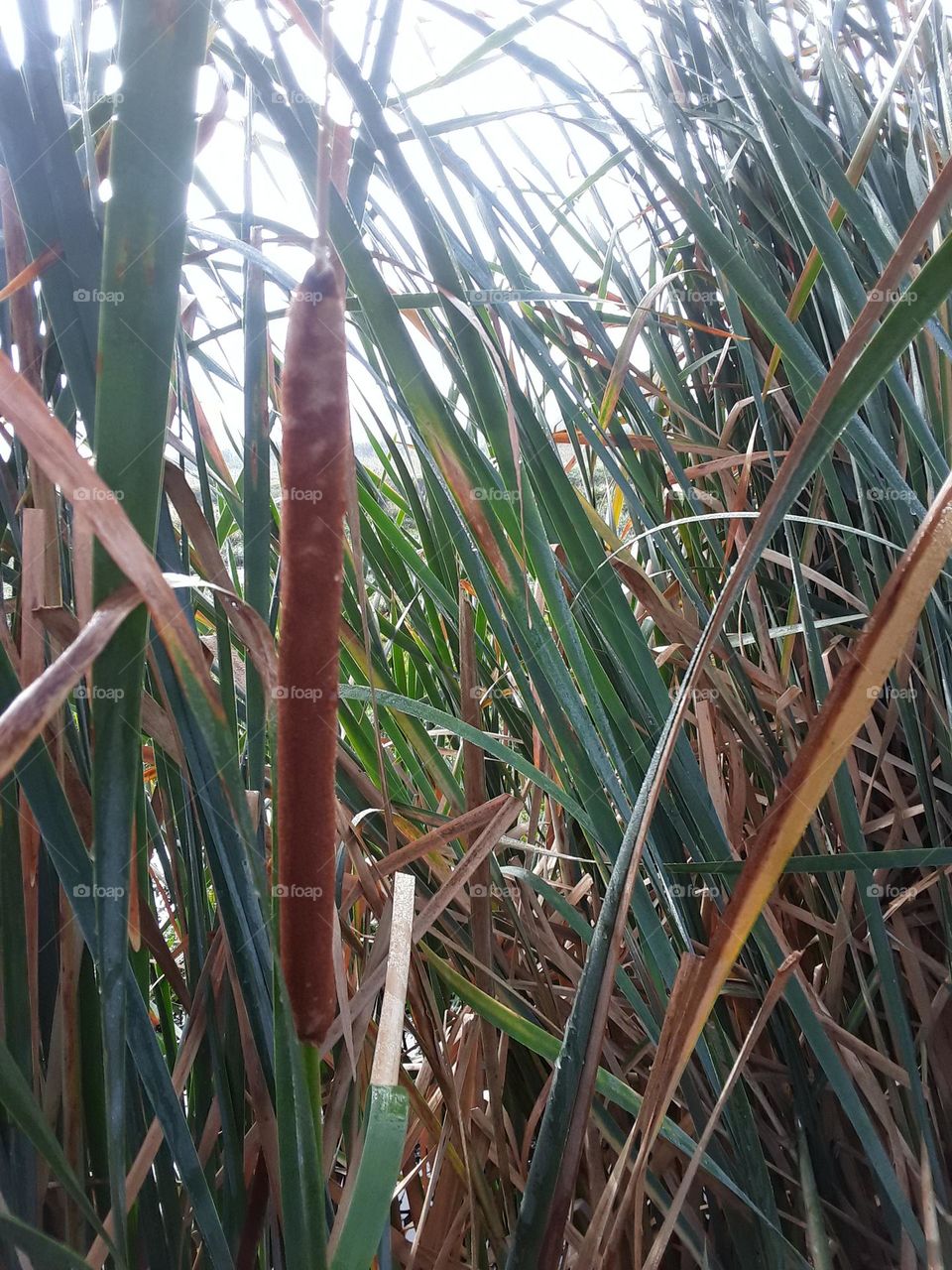 typha latifolia.