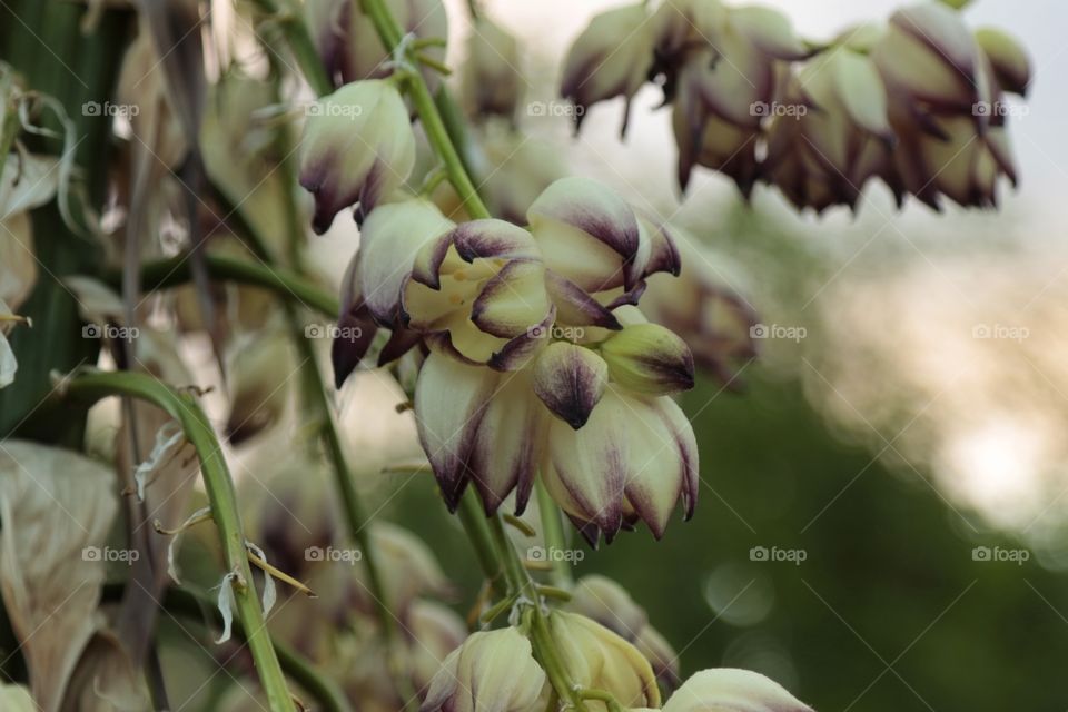 Yucca