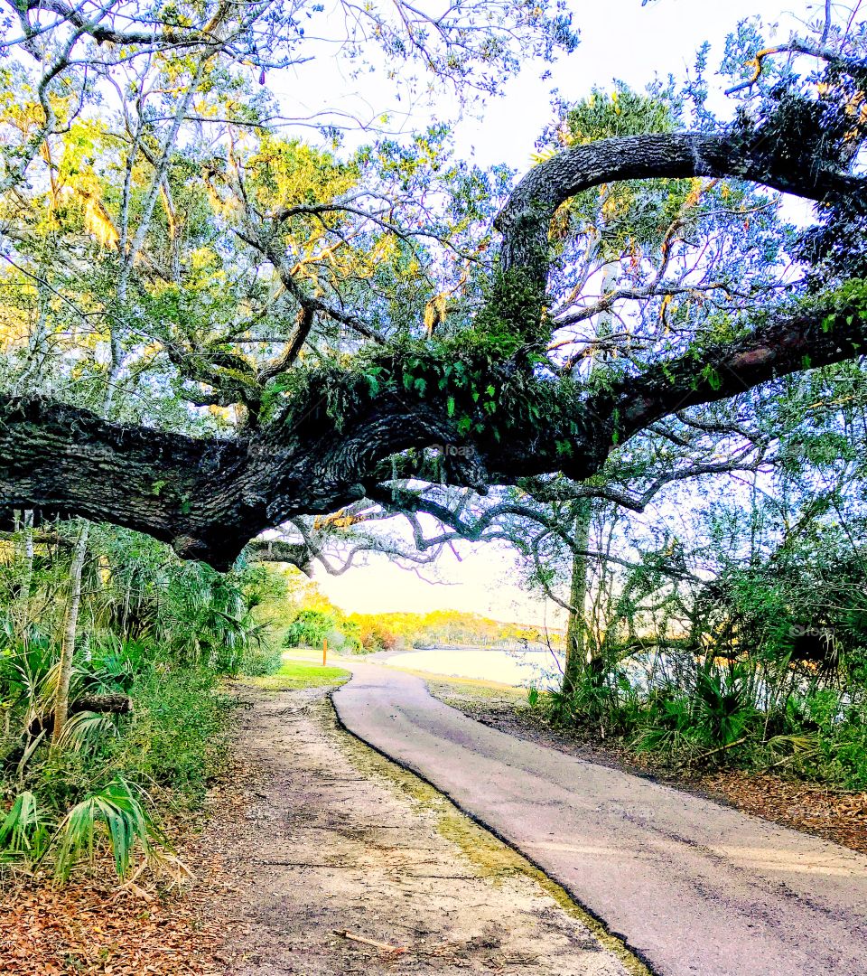 Scenic path along Florida’s Intracoastal Waterway 
