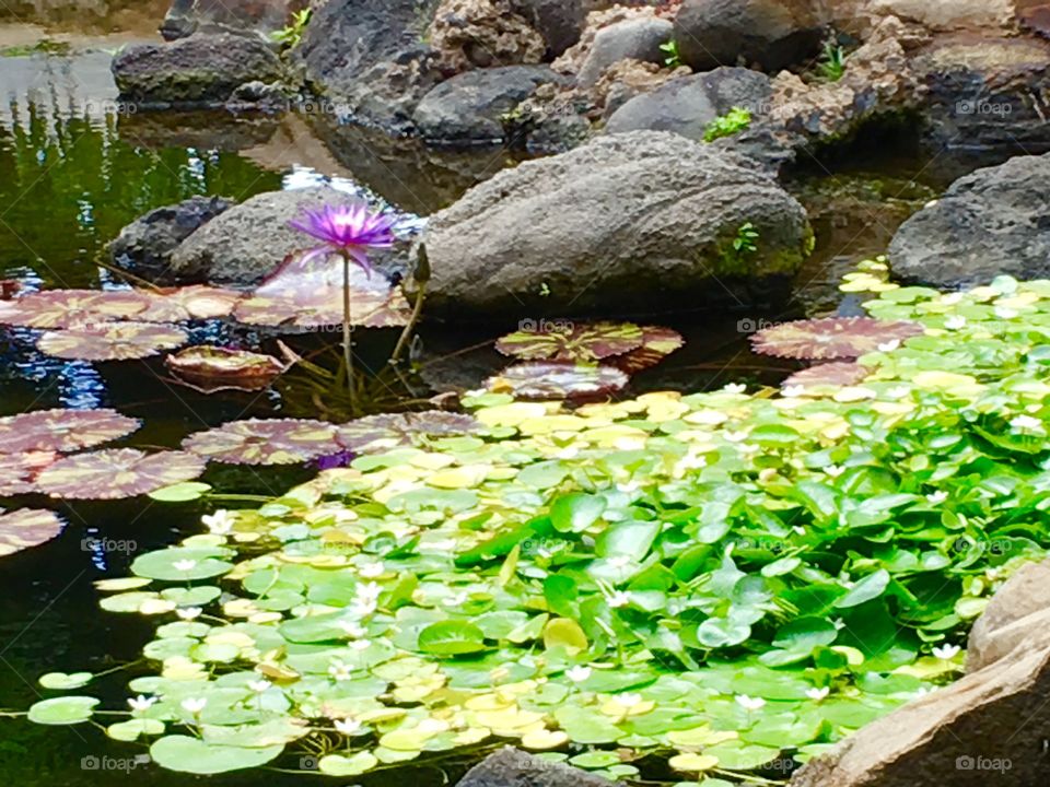 Pool, Water, Lotus, Leaf, Lake