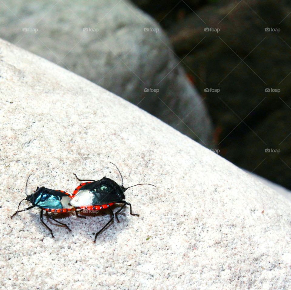 beetle couple at waterfall white rocks