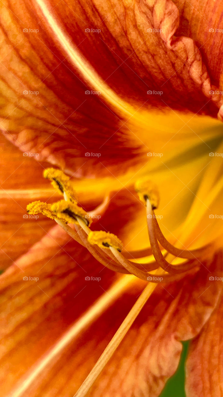 Orange yellow flower open petals with buds 