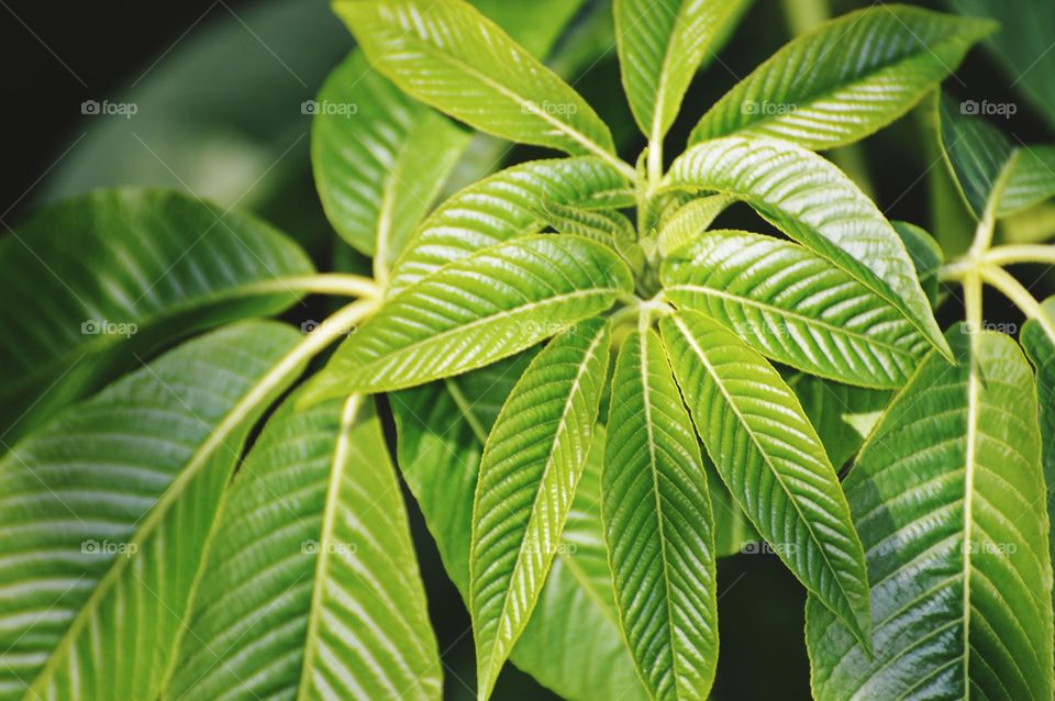 green leafy veins of nature, plant life on a nature hike.