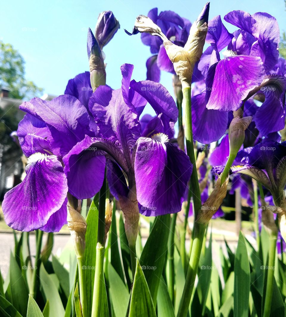 brilliant purple flowers