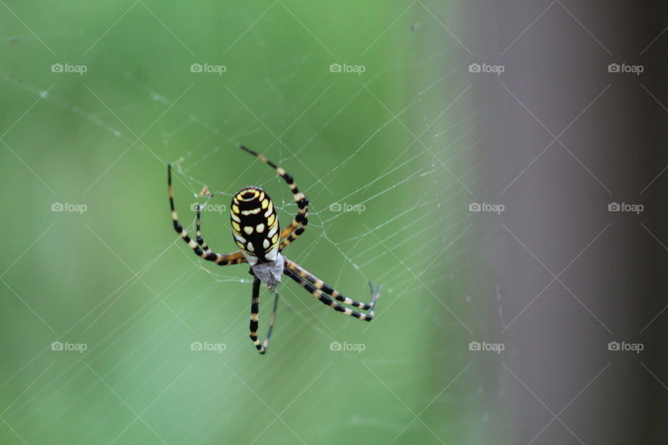 Vibrant Banana Spider Continuing the Building of its Web
