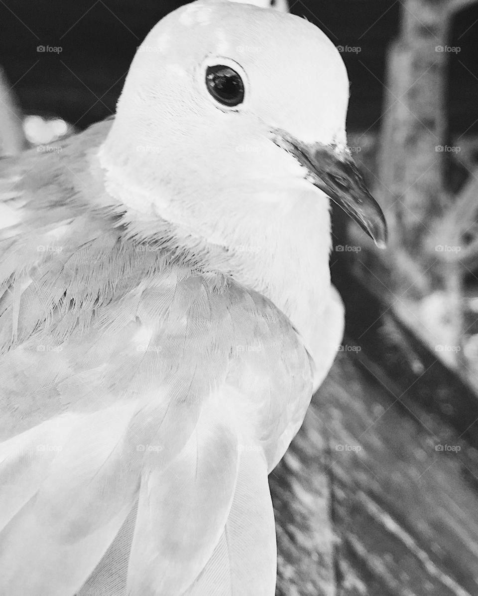 Black and white, 🐦