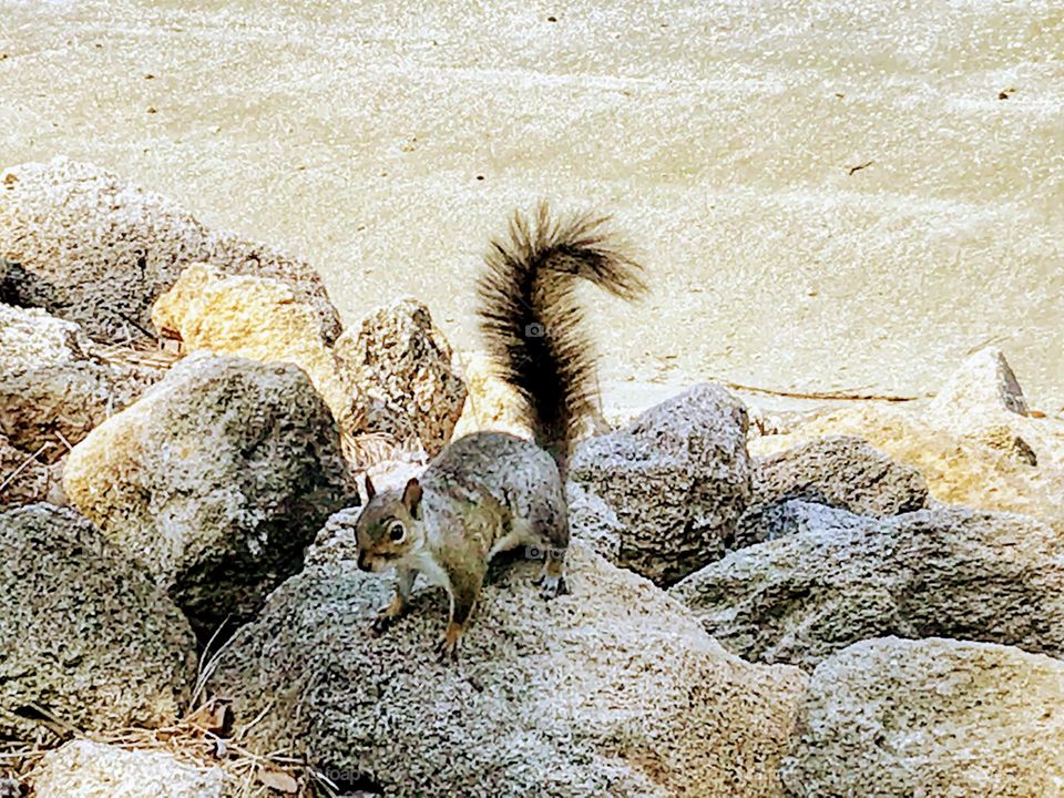 Squirrel blending in