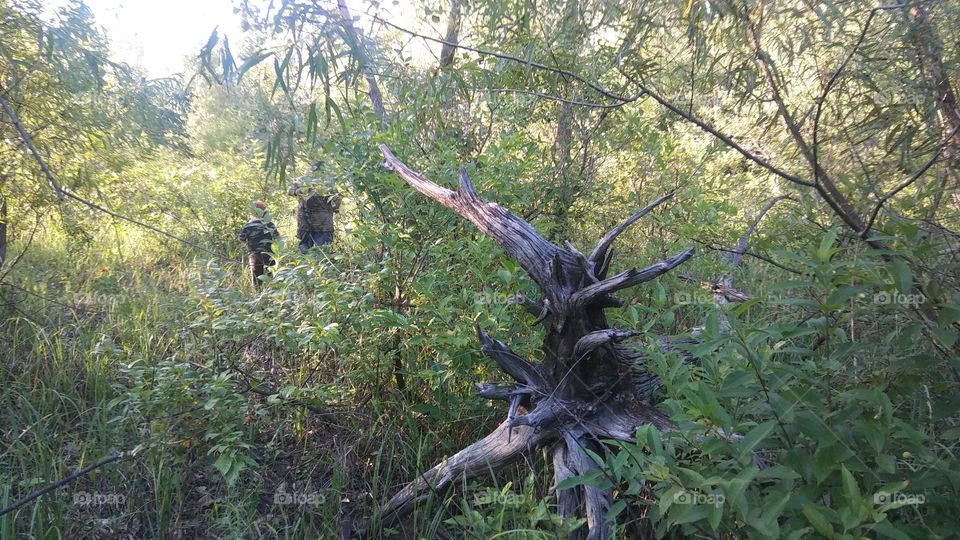 walking in the woods, old tree stump