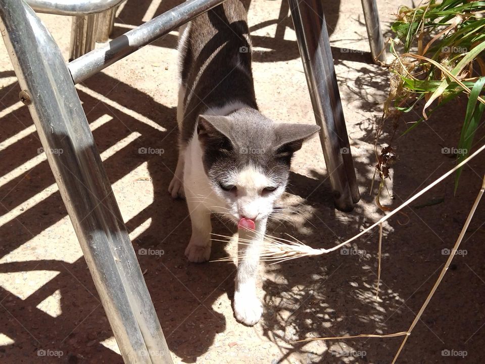 cat under chair