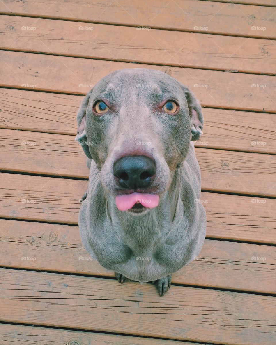 High angle view of weimaraner